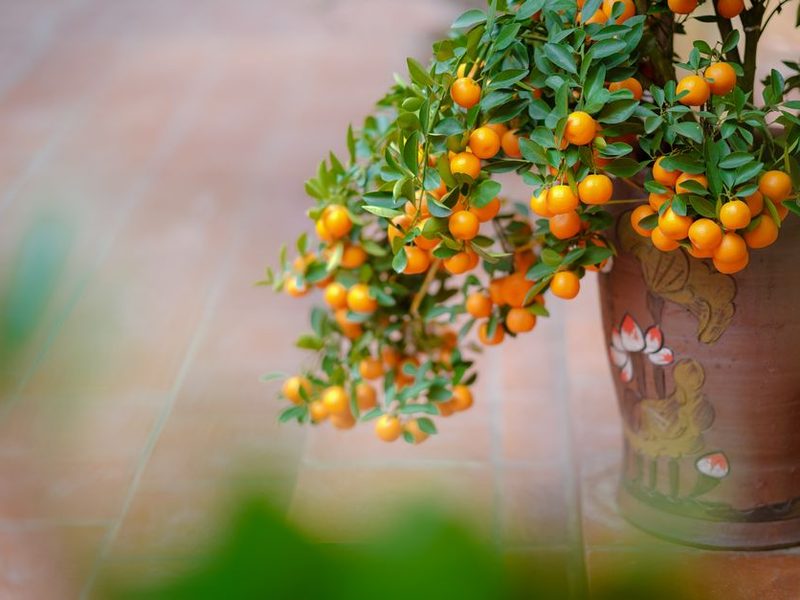 Árbol frutal en una maceta en el jardín