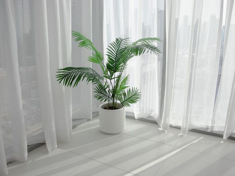 Palmera en una maceta grande dentro de una casa