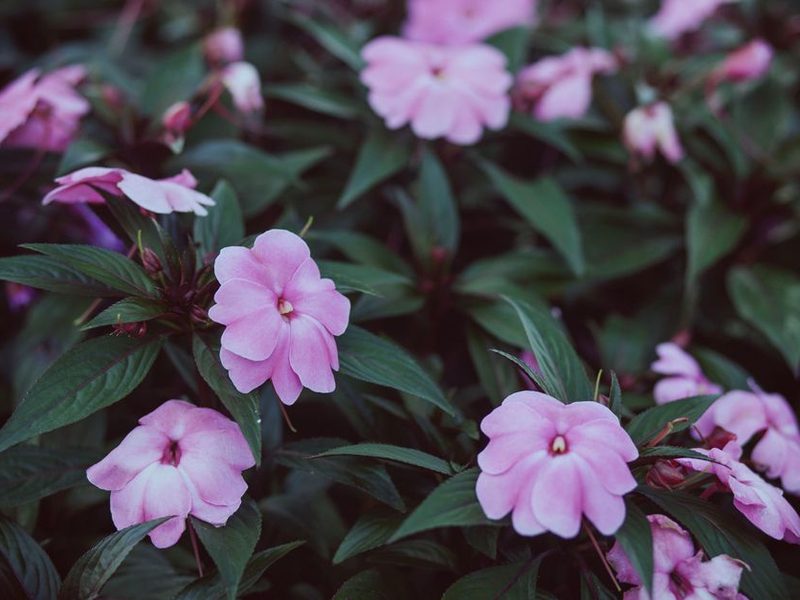 Impatiens de colores en macetas